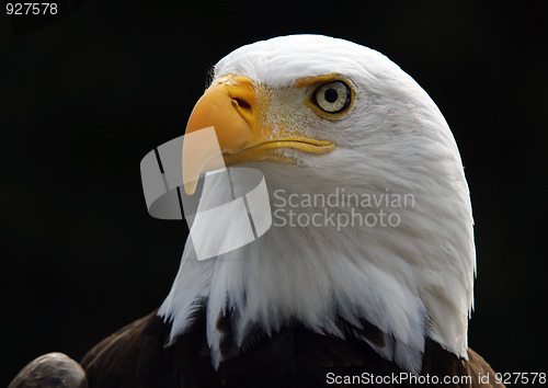 Image of Bald eagle
