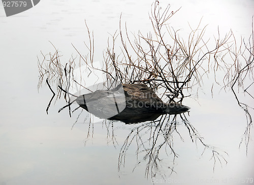 Image of Water reflection