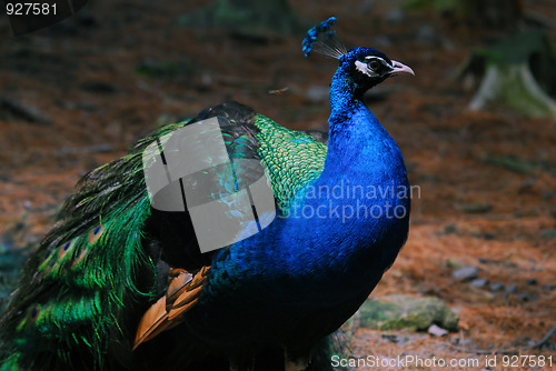 Image of Indian Peafowl