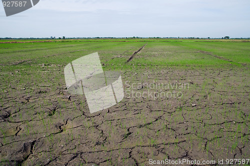 Image of Dried out rice paddy fields in Thailand