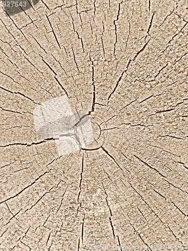 Image of Texture of old wood cut background 