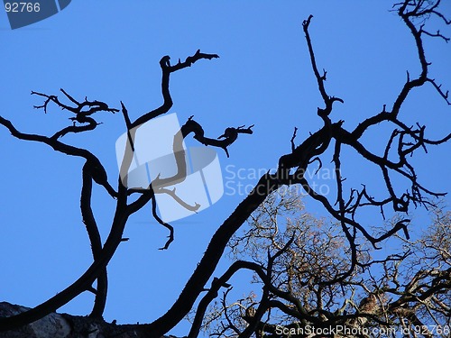 Image of dry branches