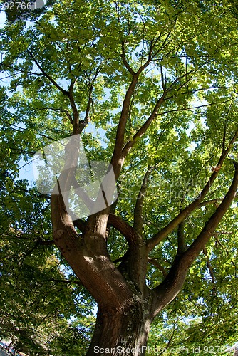 Image of Branches of the oak