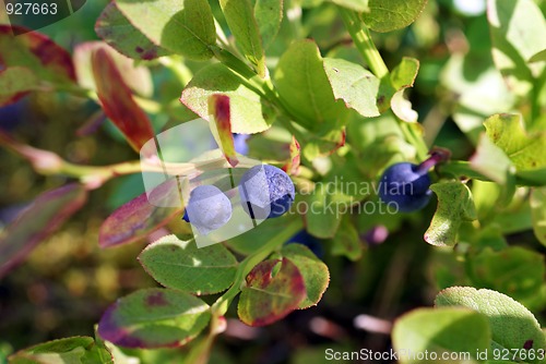 Image of Wild Bilberries