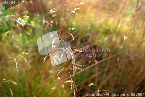 Image of Deschampsia flexuosa, Wavy Hair-grass Background