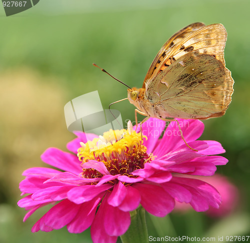 Image of Flower and butterfly