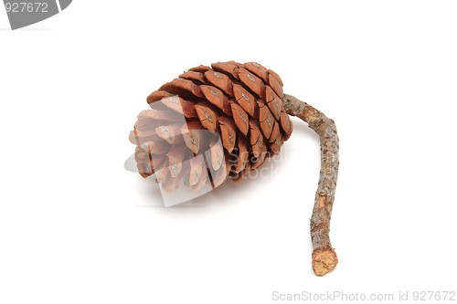 Image of Mediterranean pine tree cone isolated