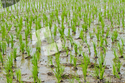 Image of Rice seedlings in a wet paddy field in Thailand.