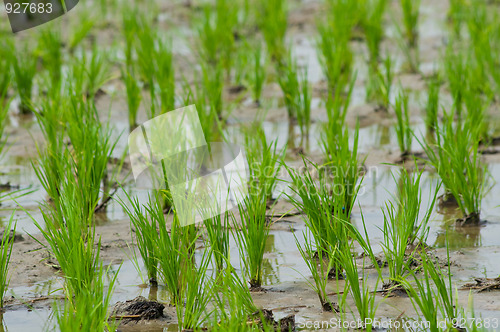 Image of Rice seedlings in Thailand