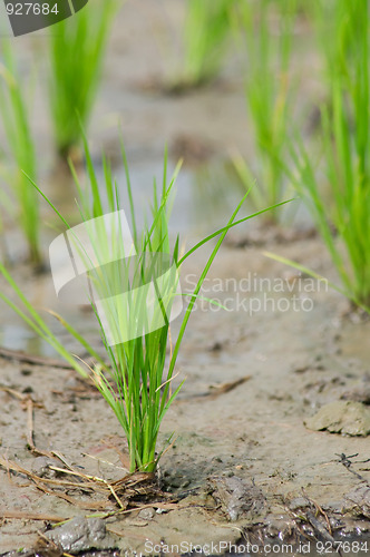 Image of Rice seedling in a wet paddy field in Thailand.