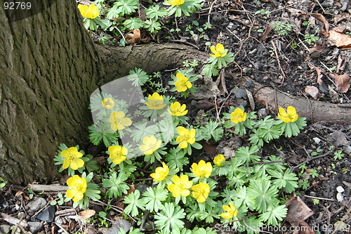 Image of Winter  aconites