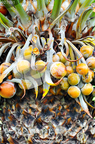 Image of Close up of palm tree fruit - Cycas circinalis