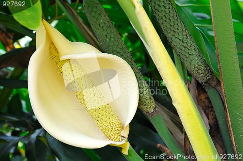 Image of Close up of Philodendron flower
