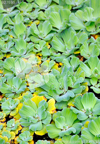 Image of Pistia  (Water cabbage) -  detail