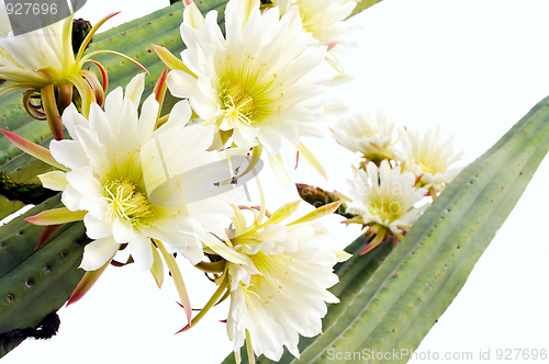 Image of Close up of cactus flowers – Trichocereus scopulicolus