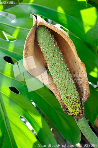 Image of Close up of Philodendron flower