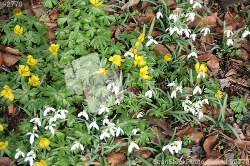 Image of Snowdrops and winter aconites