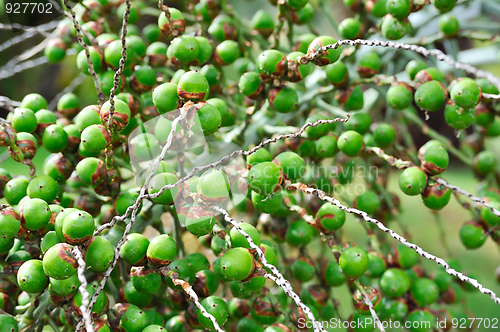 Image of Palm tree fruit - Neodypsis – botanical garden Funchal, Madeira