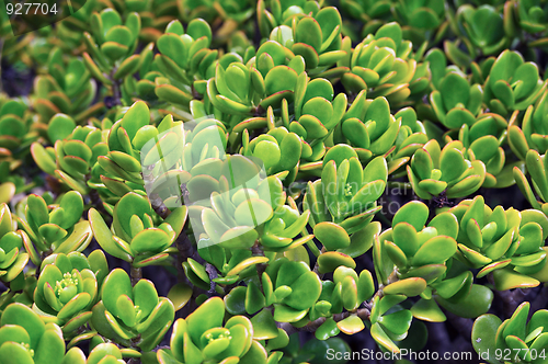 Image of Close up of Kalanchoe – succulent