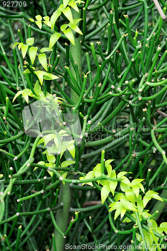 Image of Close up of succulent and creeper  – background