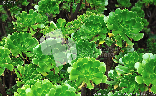 Image of Close up of an ornamental Aeonium - succulent (Pinwheel)