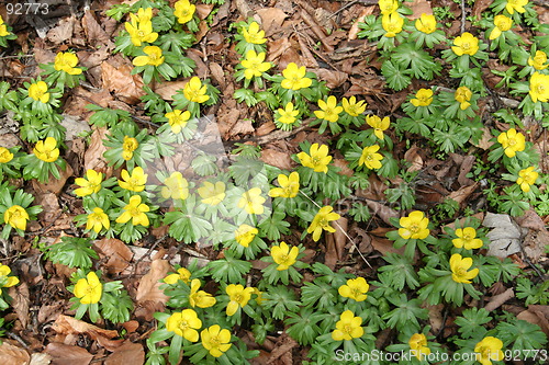 Image of Winter  aconites