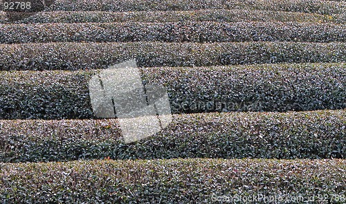 Image of Tea Field In Winter Texture