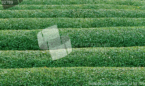 Image of Green Tea Texture2