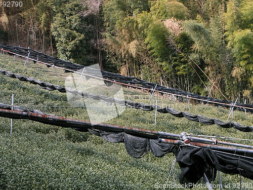 Image of Tea And Bamboo