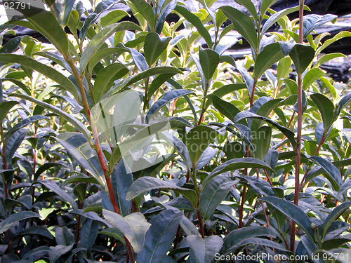 Image of Tea Field Texture