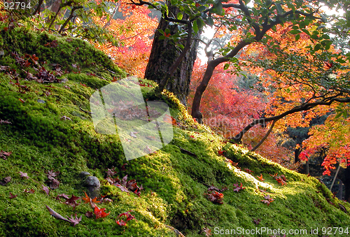 Image of Autumn Garden