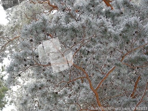 Image of branches of pine