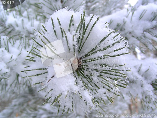 Image of branch of pine