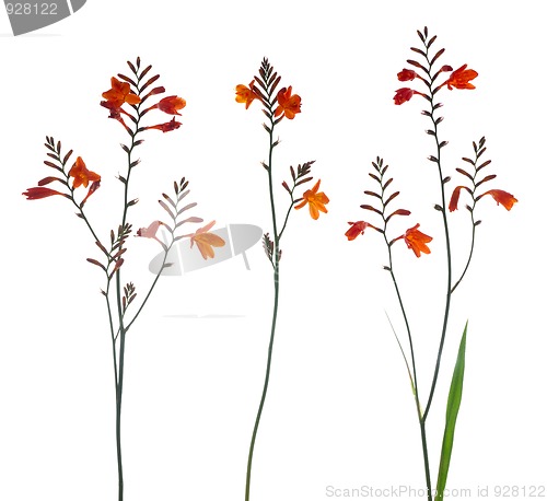 Image of Orange Marsh Gladiolus