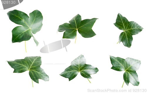 Image of Green ivy leaves 