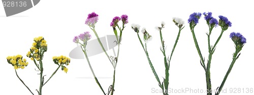 Image of Statice flowers