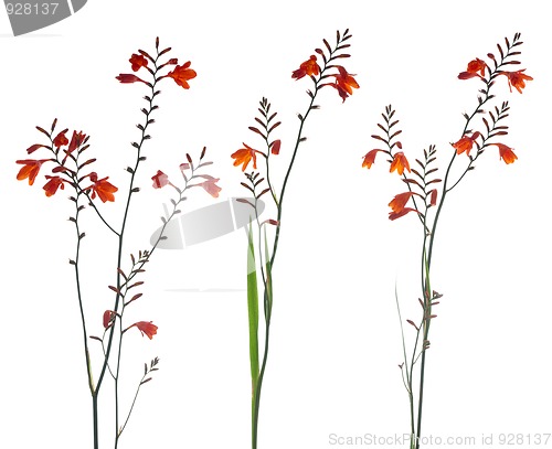 Image of Orange Marsh Gladiolus