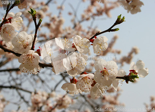 Image of Cherry blossoms