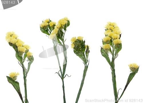 Image of Statice flowers