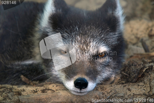 Image of Arctic Fox