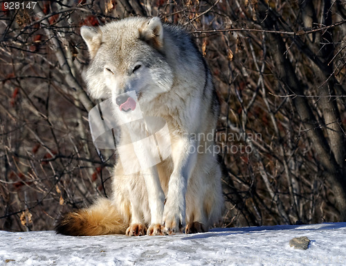 Image of Gray Wolf
