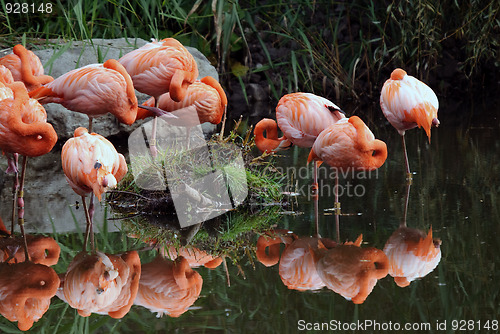 Image of Flamingo