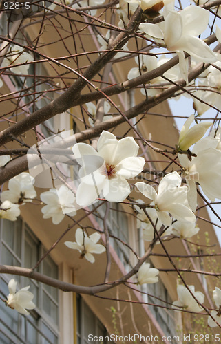 Image of Arrival of spring