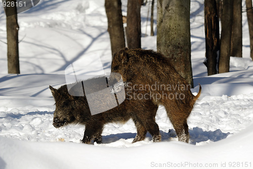 Image of Wild Boar