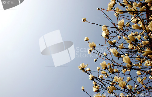 Image of Spring blossoms - copy space
