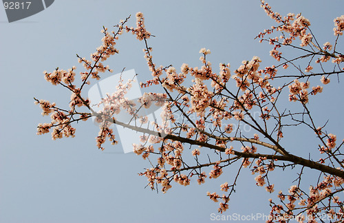 Image of Spring cherry blossoms