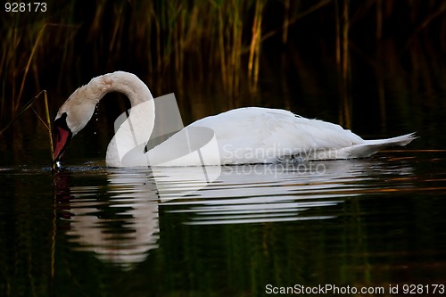 Image of Swan