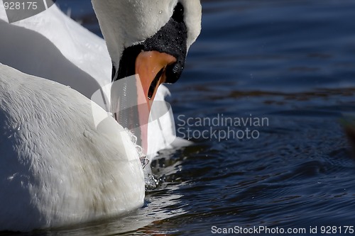 Image of grooming swan