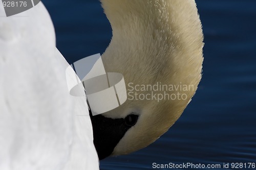 Image of Swan