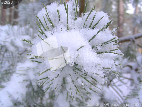 Image of branch of pine